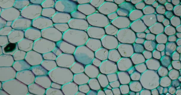 Tissu de tige d'asclépiade au microscope 200x - Séquence, vidéo