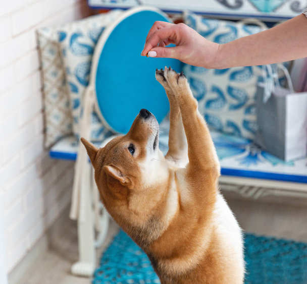 Женщина-собака Шиба Ину в комнате. Рыжеволосая японская собака 10 месяцев. Счастливое домашнее животное. - Фото, изображение