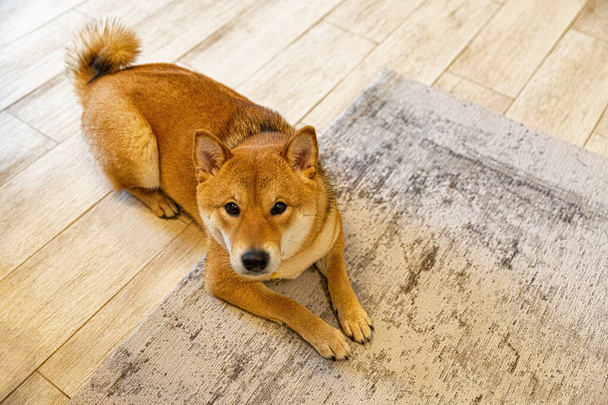Shiba Inu female dog in the room. Red haired Japanese dog 10 monthes old. A happy domestic pet. - Zdjęcie, obraz