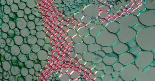Weisswurz tissu souche sous le microscope 200x - Séquence, vidéo