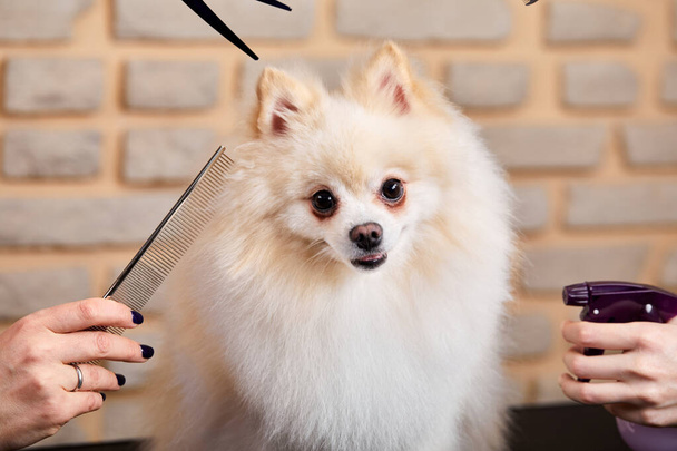 professional cares for a dog in a specialized salon, groomer use various tools - Photo, image