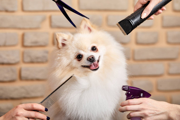adorable nice spitz dog in beauty salon, pet is going to be groomed - Photo, image
