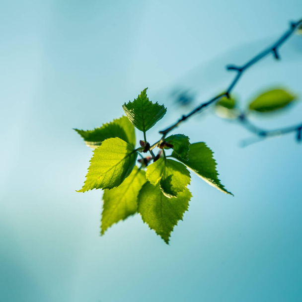 Belle foglie di betulla giovani in primavera. Foglie fresche e verdi nella foresta del Nord Europa. - Foto, immagini