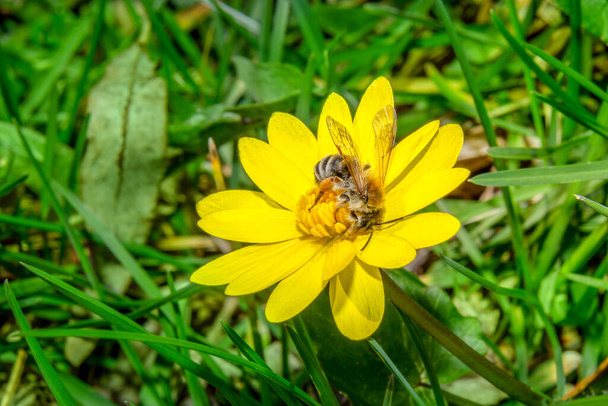この蜂の餌と花粉を集めることはとても重要です。私たちは昆虫、特にミツバチの生命と存在にどれだけ依存しているかを強く認識しています. - 写真・画像