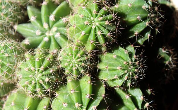 Succulent plant with thorns - prickly - Photo, Image