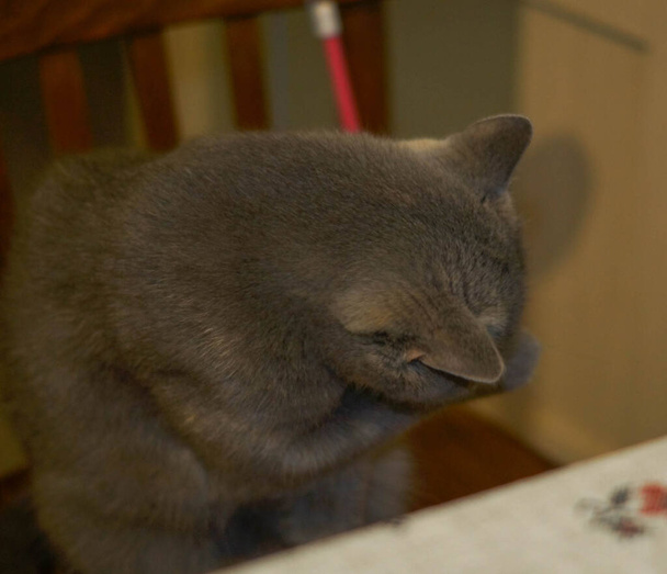 Kissa Skotlannin harmaa pesee kasvonsa nuolee tassu sisätiloissa - Valokuva, kuva
