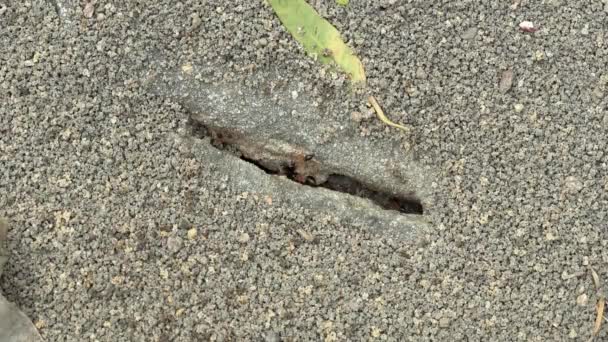 Hormigas azucareras de cabeza negra en Australia - Imágenes, Vídeo