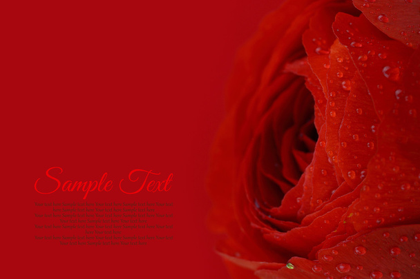 güzel ıslak kırmızı çiçek arka plan boşluk ile - Fotoğraf, Görsel