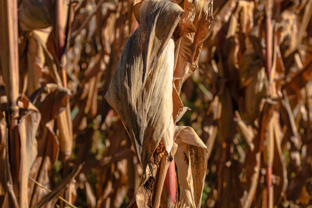 Стерті і сухі стебла кукурудзи крупним планом. Кінець сезону поля з золотою кукурудзою, готовою до збору врожаю
. - Фото, зображення