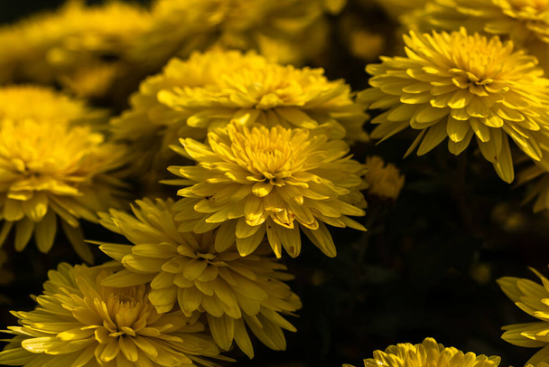 Focus sélectif sur le fond d'écran floral avec des fleurs de chrysanthème, automne coloré Maman - Photo, image