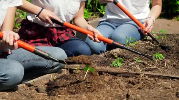 Vidéo rapprochée de fermiers tenant des outils de jardinage cultivant et façonnant le sol sur le lit de jardin. Travail d'équipe à la ferme rurale - Séquence, vidéo