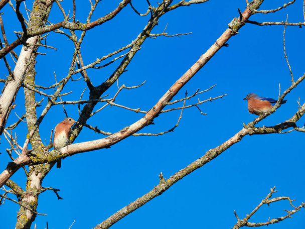 Birds on a branch: Two eastern bluebirds perched on a branch of a bare tree on an autumn day with a blue sky in the background as the birds look at each other - Fotoğraf, Görsel