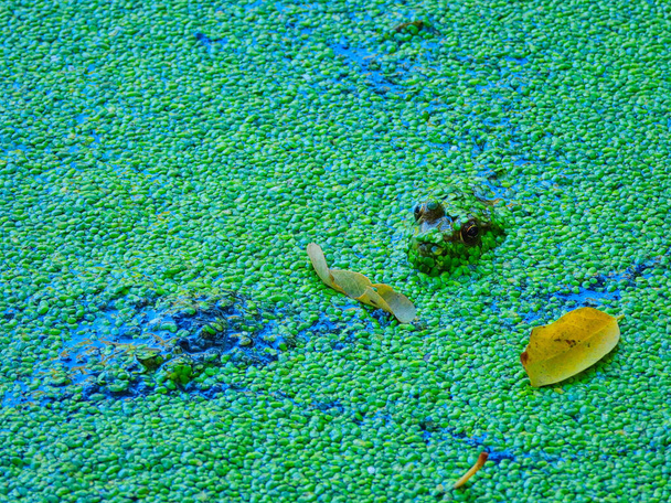 Rana en un estanque: Una rana toro se sienta en un estanque poco profundo lleno de una maleza de pato crecimiento en la superficie, mientras que sus ojos, nariz y orejas son visibles por encima de la superficie del agua - Foto, imagen