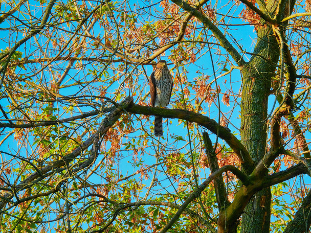 Copper 's Hawk ül és vadászik a fa ág véres karmok és őszi levelek elmosódott a háttérben fényes kék reggel ég - Fotó, kép