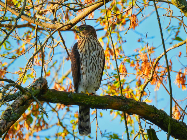 Primer plano del halcón de cobre se sienta y caza en la rama del árbol con sangre en las garras y las hojas de otoño borrosas en el fondo con el brillante cielo azul de la mañana mirando al costado - Foto, imagen