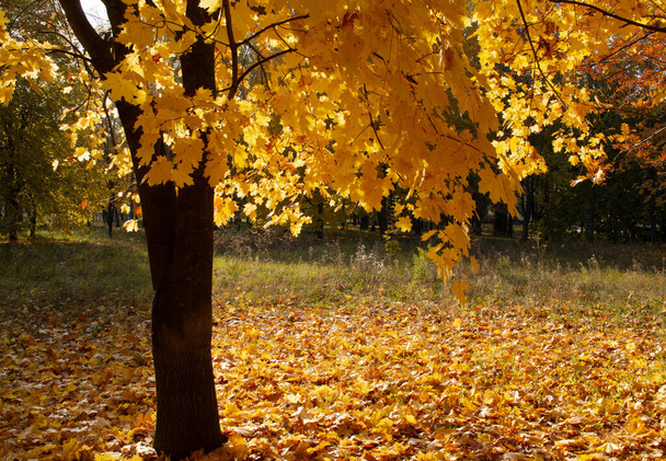 Beautiful golden autumn, yellowed maple tree with fallen leaves in the park - Photo, Image