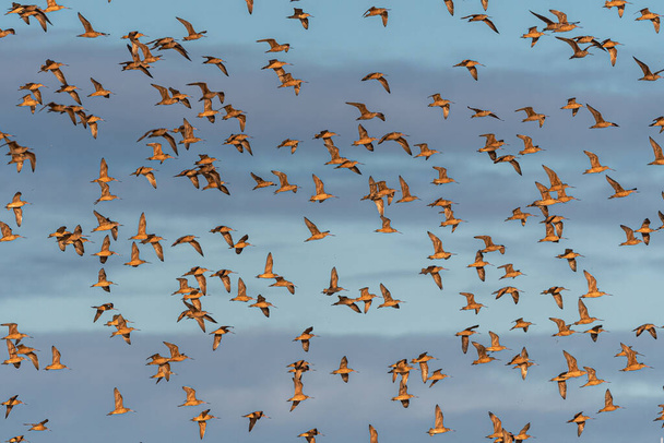 Větší hejno Shorebirdů ve Westportu, WA - Fotografie, Obrázek
