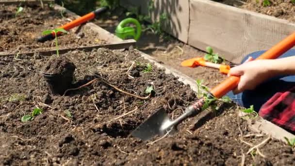 Видеозапись того, как женщина культивирует почву в саду на заднем дворе. Фермер копает ямы в садовой кровати с лопатой для посадки органических овощей - Кадры, видео