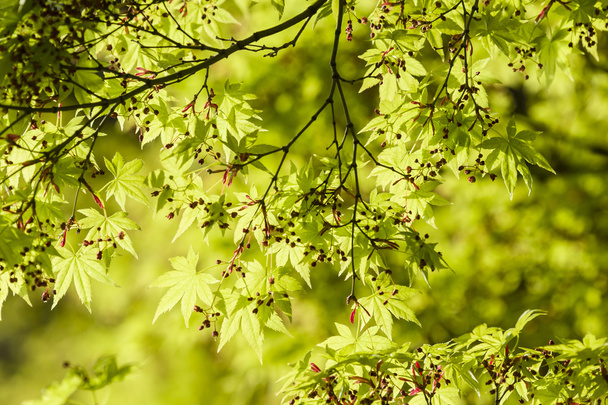 νέα φύλλα δέντρο σφενδάμνου και μπουμπούκια ανθέων - Φωτογραφία, εικόνα
