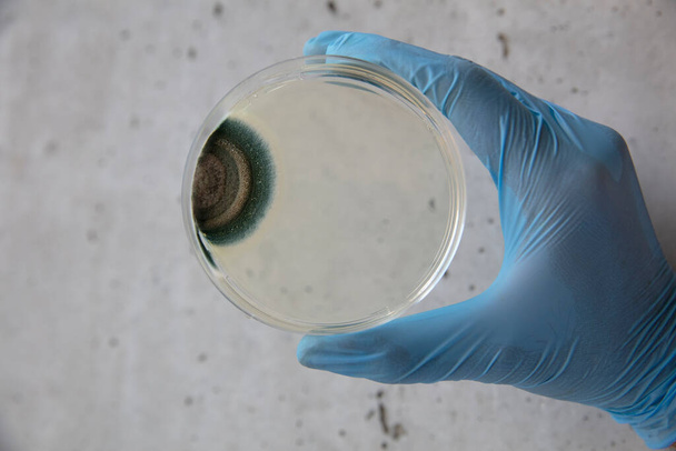Crecimiento de bacterias en medio agar en laboratorio de microbiología. Haciendo rayas en una placa de Petri aislada sobre fondo blanco. Mezcla de colonias bacterianas en placas de Petri. - Foto, imagen