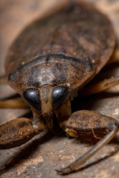 Lethocerus cinsinin Yetişkin Dev Su Böceği - Fotoğraf, Görsel