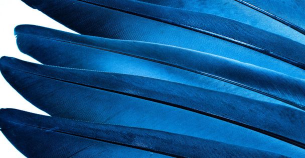 blue feather pigeon macro photo. texture or background - Zdjęcie, obraz