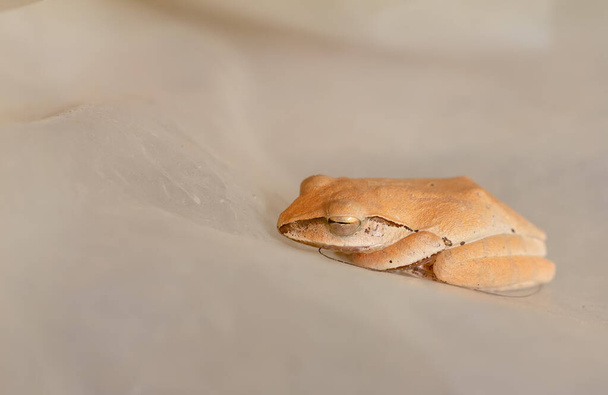 Polypedates leucomystax, polypedates maculatus, Golden Tree Frog duerme en una sábana de plástico en el baño.. - Foto, Imagen