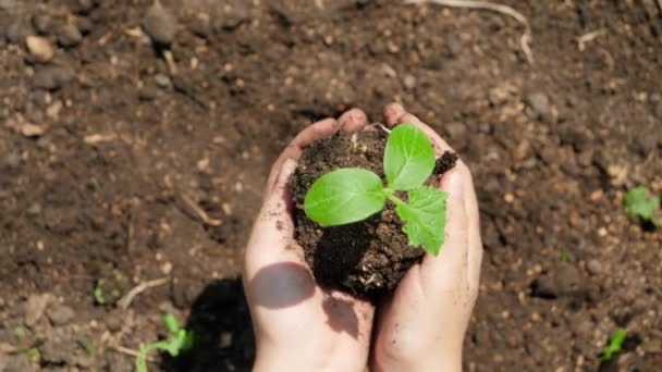 Top view video van handen planten organische plant zaailing in vruchtbare grond en het bedekken met grond. Begrip groei, nieuw leven, milieubescherming en biologische aanplant op landbouwbedrijven - Video