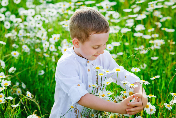 Хлопчик у білій сорочці на полі ромашок, портрет крупним планом. Вставляє квіти в букет
. - Фото, зображення
