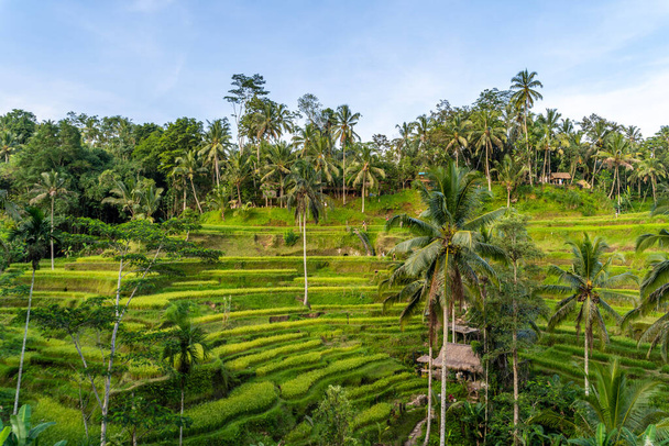 Tegallalang rizs terasz Ubud, Bali - Fotó, kép