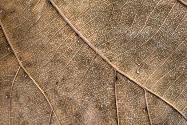 Brązowy liść drewna z bliska - Zdjęcie, obraz