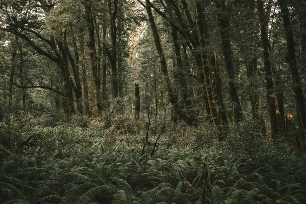Üppiger Regenwald, Westküste, Neuseeland                                                                                                                                                                                    - Foto, Bild