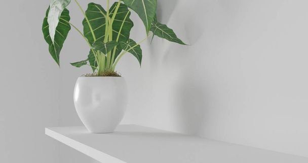 3D renderizar Vista frontal da prateleira vazia na vitrine da mesa branca e fundo da parede com luz natural da janela. Exibição de prateleiras de fundo para mostrar o conceito mínimo. planta da árvore, copo de vidro e café. - Foto, Imagem