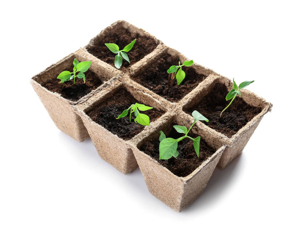 Pots de tourbe avec terre et semis vert sur fond blanc - Photo, image