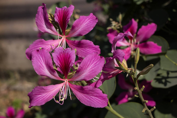 Close up Pink flower or Bauhinia flower - Photo, Image