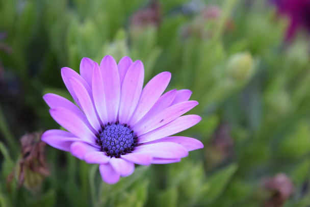 flor de margarita africana abierta lila y violeta  - Foto, imagen