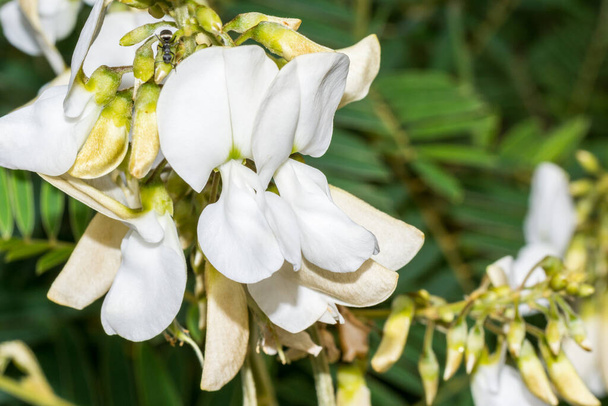 Macro of flowers of a white hoarypea (Tephrosia candida) against green foliage - Photo, Image