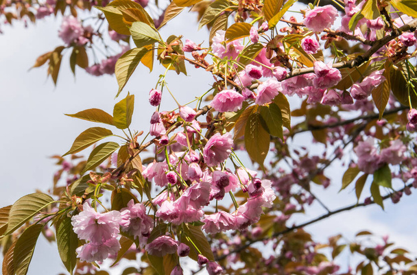 Una rama de sakura rosada floreciente contra el cielo. - Foto, Imagen