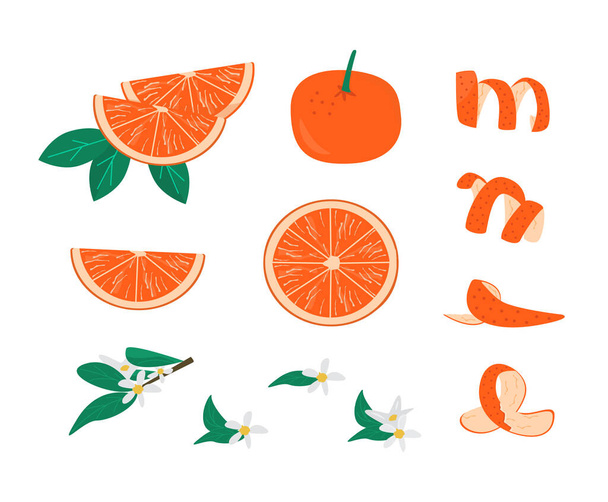 Zest, bladeren en brunch met bloem van oranje fruit set vector illustratie. Verzameling van mandarijn geheel, snijdt en halveert geïsoleerd. Citrusvruchten in plakjes. Heerlijke schil voor cocktails. Sappig citroen. - Vector, afbeelding