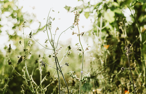 Naturaleza verde fondo de verano con plantas diminutas y hierba en la luz del sol, prado hermoso, bosque, fondo del parque - Foto, Imagen