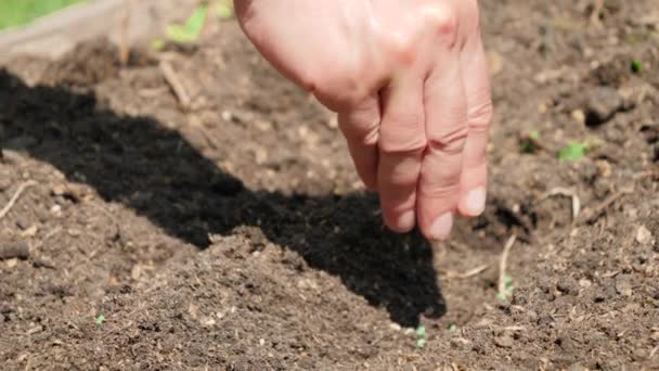 Nainen käsi kylvö ja kylvö siemeniä maahan puutarhassa sängyssä. Orgaanisten vihannesten lannoitus ja istutus pellolla - Materiaali, video
