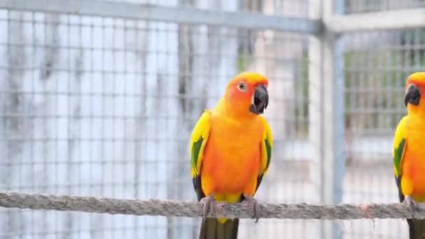Gros plan Coloré jaune orange vert amour oiseau gazouillis tandis que debout sur la corde dans la cage - Séquence, vidéo
