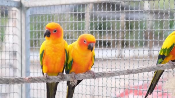 Colorful yellow orange green love bird chirping while standing on rope in cage by camera pan close up - Footage, Video