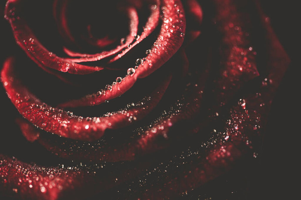 Close up of a red rose with water droplets - Foto, immagini