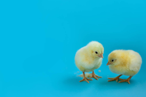 Twee pasgeboren gele kippen geïsoleerd op blauwe achtergrond.Kopieer ruimte van de linkerkant. Pasen kaart concept - Foto, afbeelding