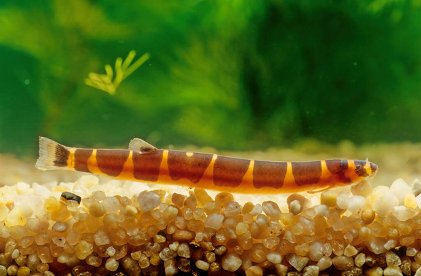 La cucaracha kuhli (Pangio kuhlii) es un pequeño pez de agua dulce parecido a la anguila.  - Foto, Imagen