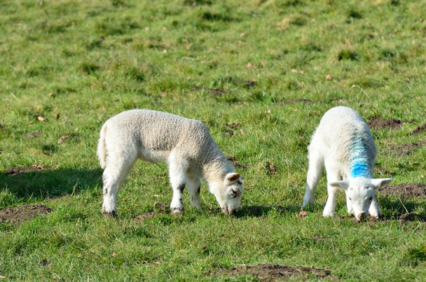 Coppia di agnelli in Campo
 - Foto, immagini