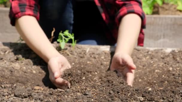 Nahaufnahme-Zeitlupenvideo eines jungen Teenagermädchens, das sich in Händen hält. Landwirt pflückt fruchtbaren Boden für den Anbau von Bio-Gemüse. Konzept für Wachstum, Umweltschutz und ökologische Bepflanzung auf - Filmmaterial, Video