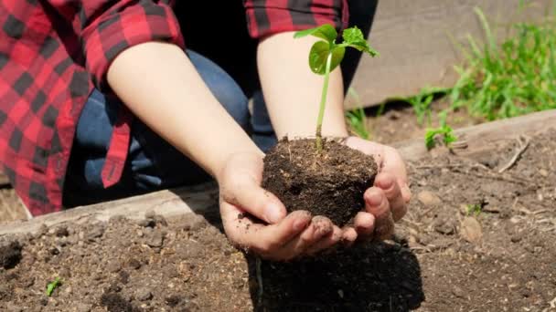 Schwenk-Video einer Bäuerin mit fruchtbarem Boden und grünen Bio-Pflanzensämlingen in den Händen. Konzept für Wachstum, Umweltschutz und ökologische Bepflanzung auf Bauernhöfen - Filmmaterial, Video