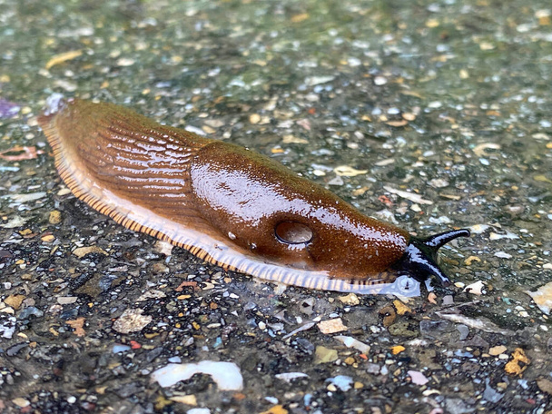 Spanish Slug (Arion lusitanicus - Arion vulgaris), Die Spanische Wegschnecke or Portuguese slug as an invasive species and garden pest ili Spanjolski puz golac - Fotografie, Obrázek